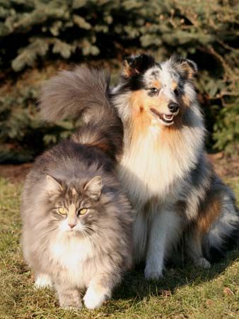 Sheltie Nemo mit seiner kleinen Katzenfreundin Maya