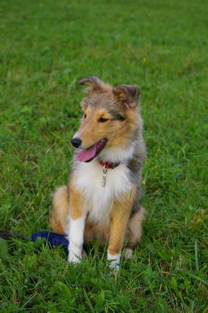 Sheltie Steven Connor from Shamrock river