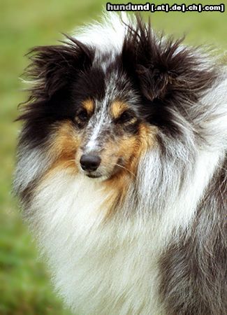 Sheltie Blue merle Hündin