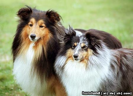 Sheltie Blue merle Hündin und darksable Rüde