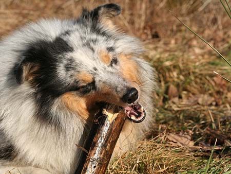 Sheltie Wie genussvoll der Nemo an einem Stöckchen knabbern kann, sieht man auf diesem Bild ;)