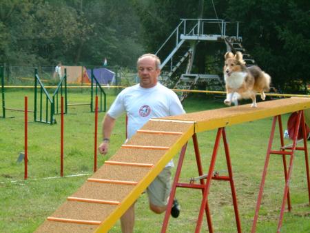 Sheltie 'Jessy' - Magdalena First Lady von der Sheltiemühle (Schnellster Sheltie der Welt 2001)