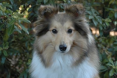 Sheltie Glenmeadow Angelic Anij