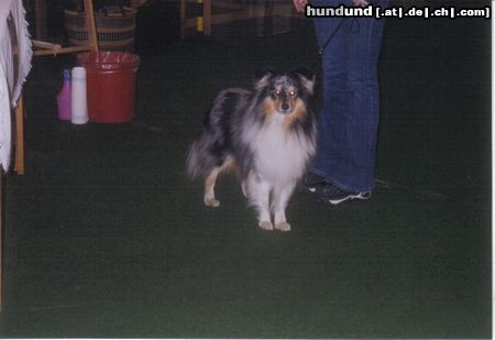 Sheltie Auf der Ausstellung