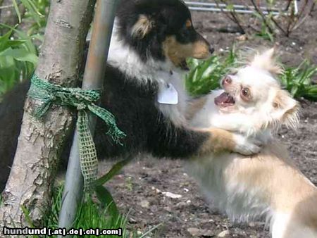 Sheltie Sheltie im Kampf mit dem Chihuahua