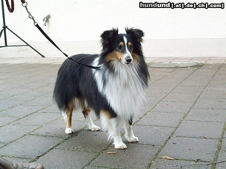 Sheltie POS Prince of Magic