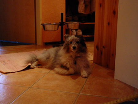 Sheltie Der Effie ist langweilig!!!