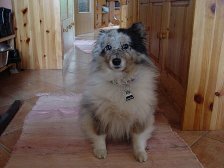 Sheltie Effie, 8 Jahre