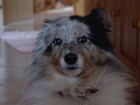 Sheltie Hallo ich bin die Effie!!