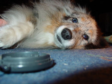 Sheltie Effie, 8 Jahre