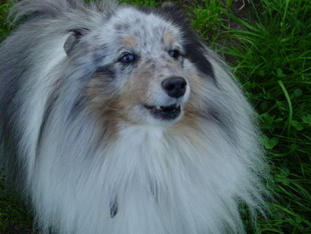 Sheltie Effie vom Brombeerhag 8 Jahre