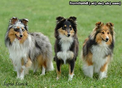 Sheltie Sheltiehündinnen