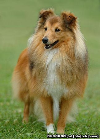 Sheltie Sheltie auf einer Ausstellung