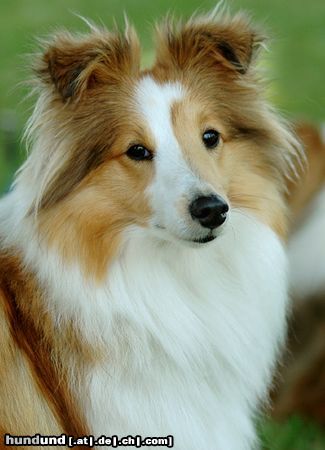 Sheltie Sheltiehündin