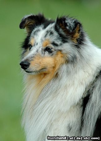 Sheltie Blue merle Sheltiehündin