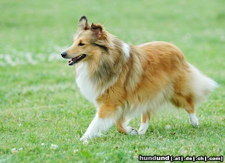 Sheltie Sheltiehündin