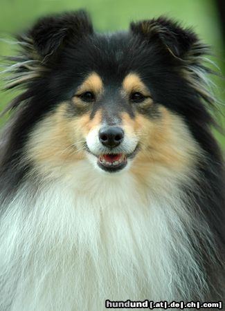 Sheltie Tricolour Sheltie