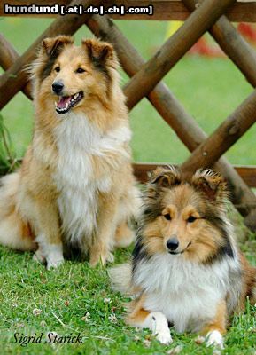 Sheltie Shelties