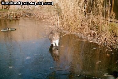 Sheltie Ups ist das glatt.....