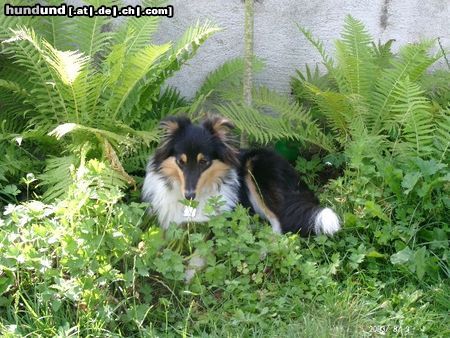 Sheltie Toxica hier ist es kühl jäh hoffentlich siet mich keiner