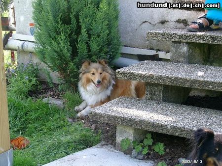 Sheltie Sheltiedame nur hier lässt es sich aus halten bei den Temp.