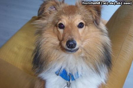 Sheltie Romeo alias Hr.Sheltie