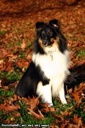 Sheltie Charmed Choice from a Beloved Home