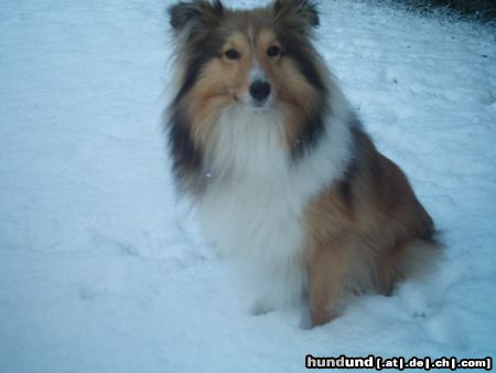 Sheltie Sunko 8 Monate 