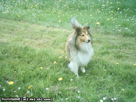 Sheltie Sunko 2 Jahre