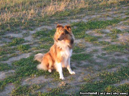 Sheltie Miró 11 Monate