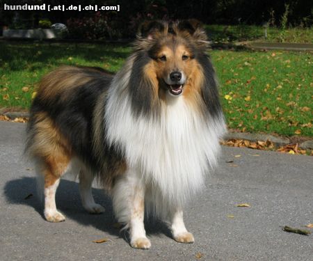 Sheltie Pascha von der Rauhen Hecke