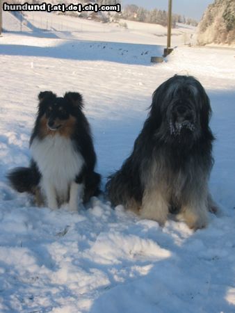 Sheltie Berenice und Duke