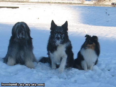 Sheltie Berenice,Nico und Duke