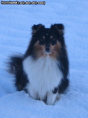 Sheltie Duke