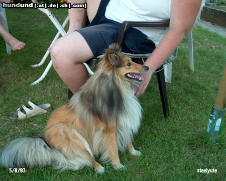 Sheltie Mein Sheltie Dixie will gestreichelt werden