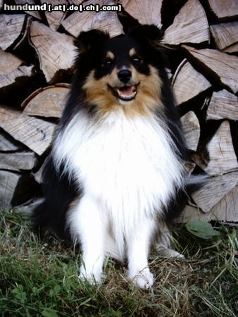 Sheltie duke