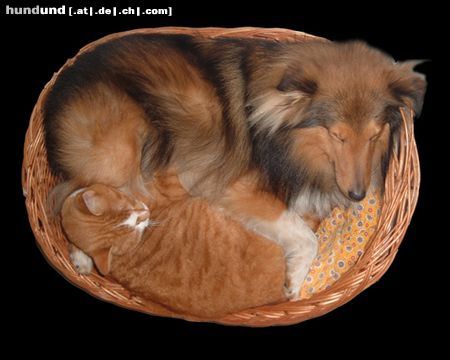 Sheltie Joy Baron of House Isabell mit seiner besten 