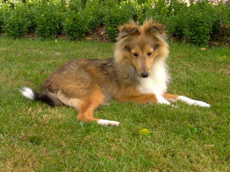 Sheltie Little Trulla of Stonstreet; 6 Monate