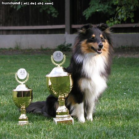 Sheltie stolze kleine Lea