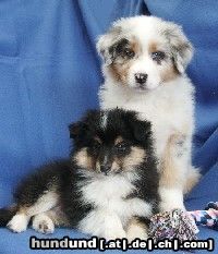 Sheltie ein aussie welpe und ein sheltie welpe zusammen!!! süß oder??