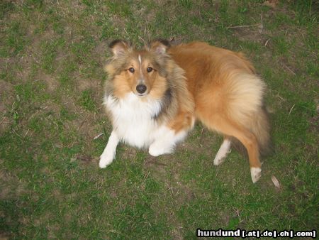 Sheltie Miró 8 Monate