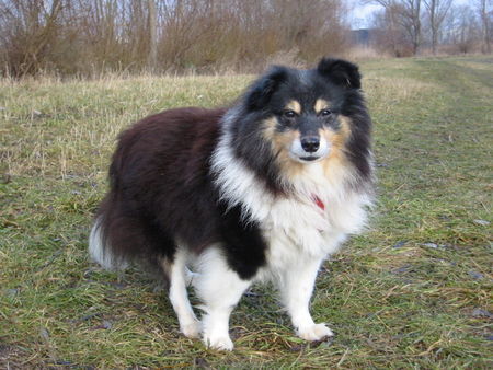 Sheltie Bin ich nicht hübsch?