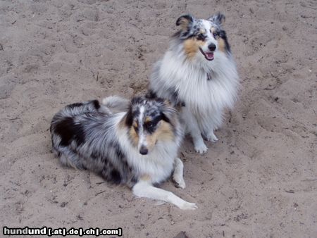 Sheltie KImba und Shantie