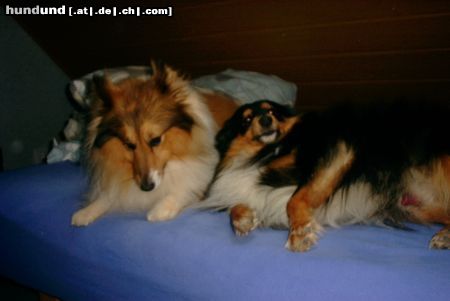 Sheltie Bobby von der rauhen Hecke und Sammy excellent choice