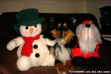 Sheltie Weihnachten rechts und links