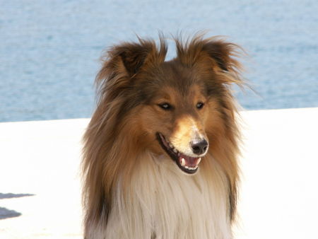 Sheltie Snoopy, 17 Monate