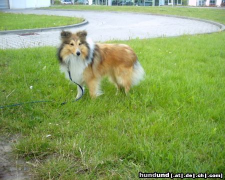 Sheltie Sunko 14 Monate