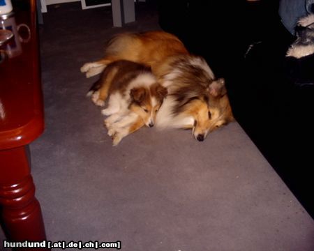 Sheltie Sunko und Jo-Lee