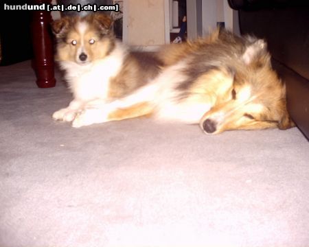 Sheltie Sunko und Jo-Lee