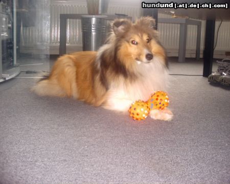 Sheltie Sunko auf der Hut